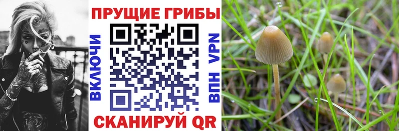 Псилоцибиновые грибы Psilocybe  продажа наркотиков  Пудож 